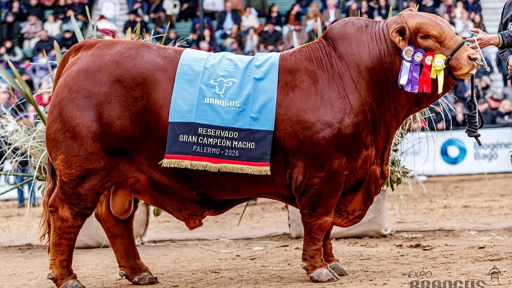 brangus gran campeon macho expo rural 2025